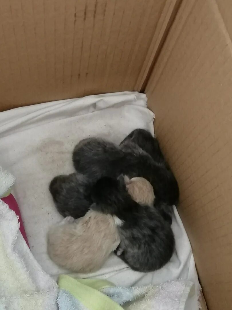 Новорожденные котята без мамы. Новорожденные котята пузико. Новорожденные котята без мамы. Новорожденные котята без мамы. Маленькие котятки новорожденные.