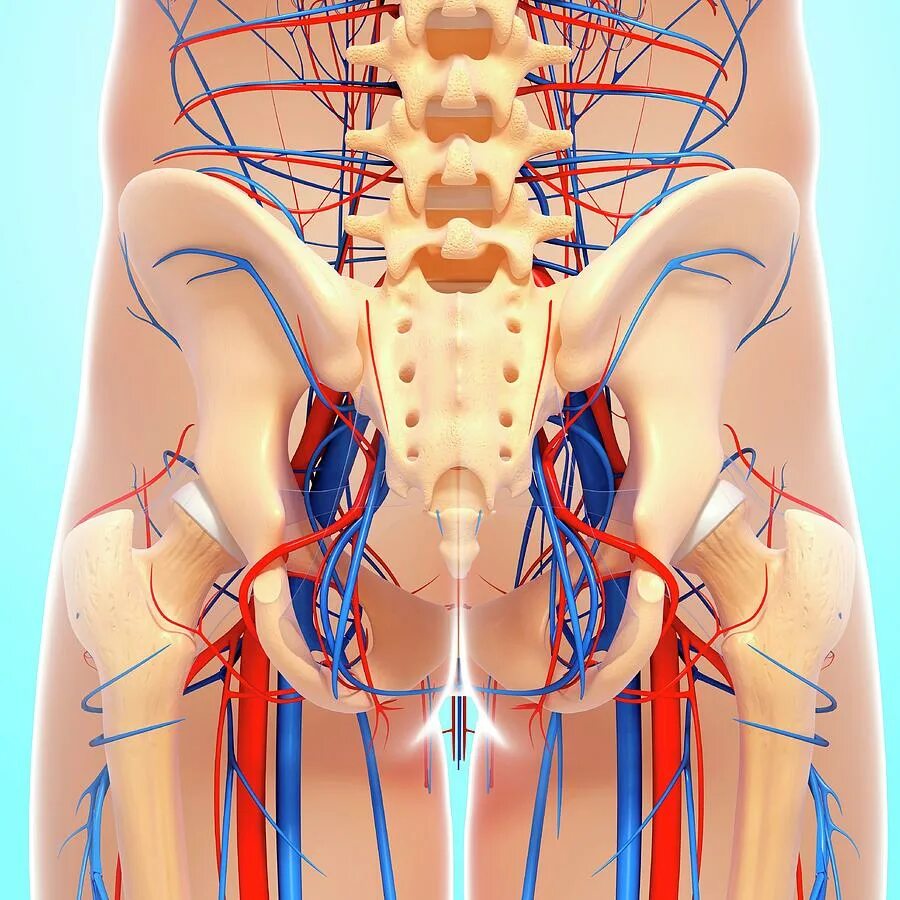 органы встают на место. схема внутренних органов сзади. расположение внутренних органов человека в брюшной полости женщины. расположение органов у человека. анатомическое строение внутренних органов человека в картинках.