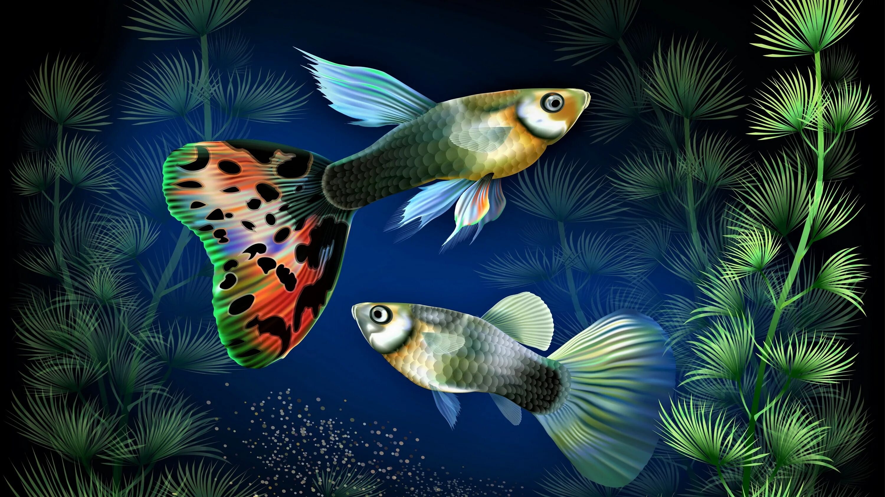 Бесплатные живые обои рыбки. Гуппи аквариумные рыбки. Рыбки гуппи в аквариуме. Пестрые гуппи. Аквариумная рыбка гуппи для детей.