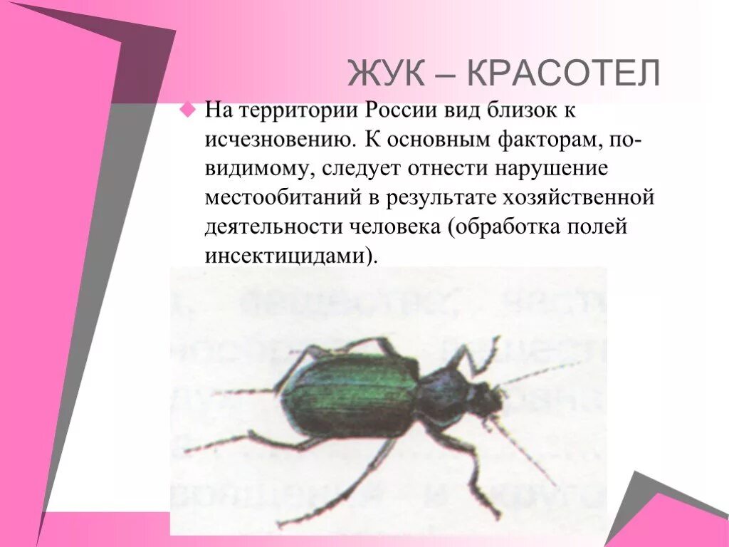 Жук красотел в какой природной зоне обитает. Жук пахучий красотел. Жук красотел личинка. Окружающий мир Жук красотел. Жук красотел информация.