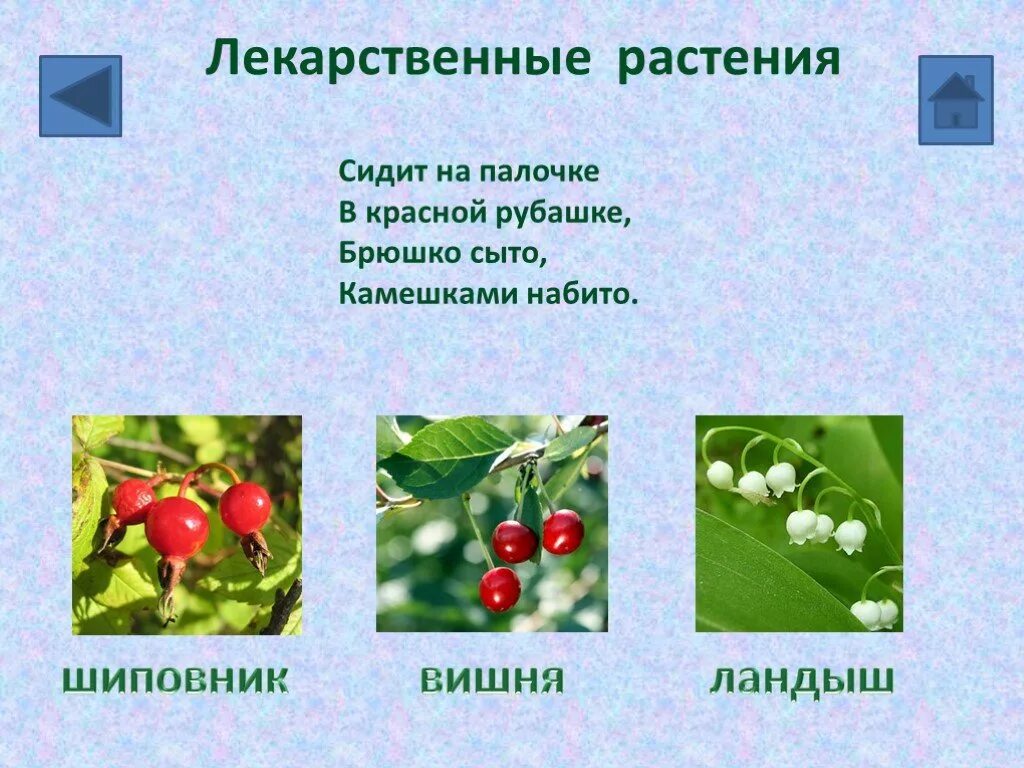 Convallaria majalis hofheim. Отметь кустарники леса:. Шиповник зеленая аптека. Ландыши шиповник. Ландыши шиповник.
