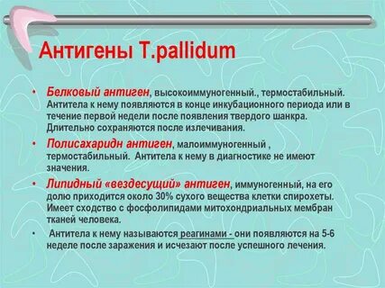 Антигены бледной трепонемы