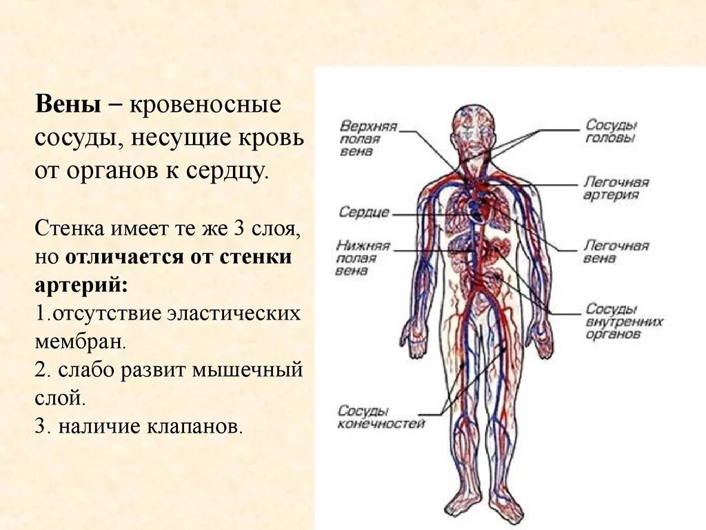 Артерии и вены определение. Сосудистая система человека анатомия вены и артерии. Кровеносная система сосуды артерии вены. Кровеносные сосуды человека схема артерии вены. Кровеносная система человека Вена артерии.