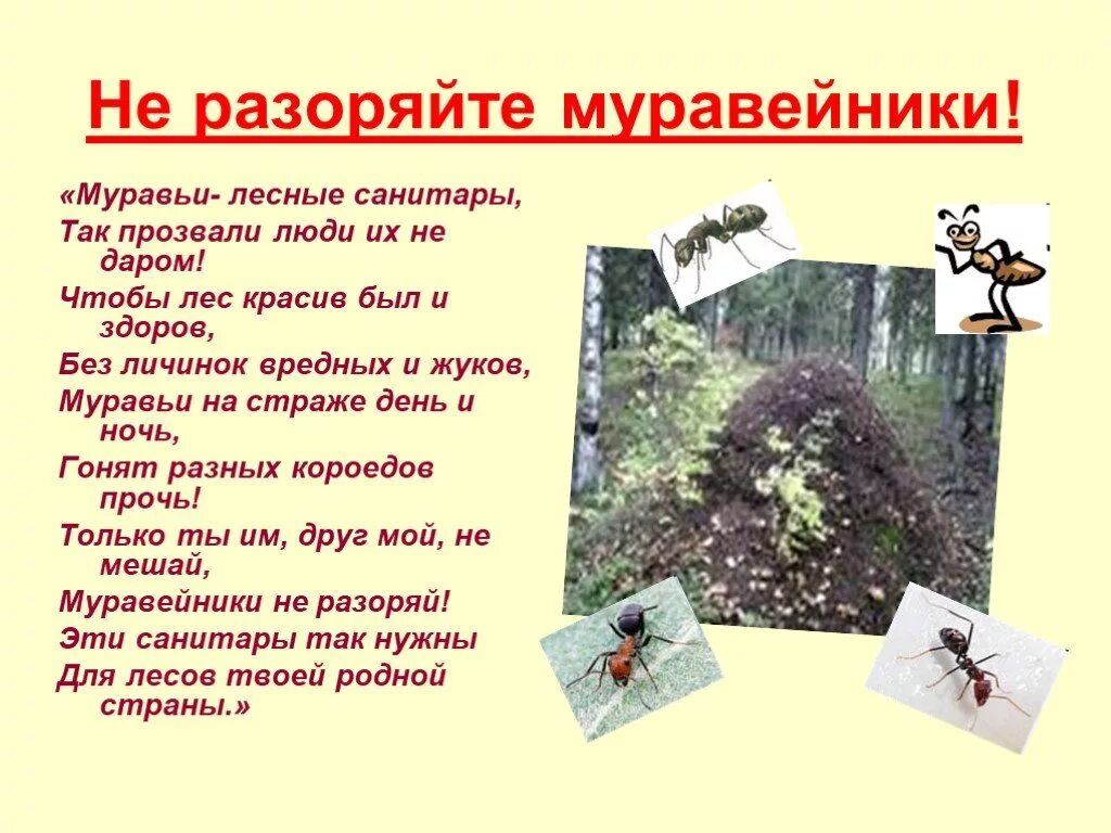 Используя содержание текста что предпочитает муравей. Проект на тему муравьи. защита муравейников проект. беседа с детьми о муравьях.