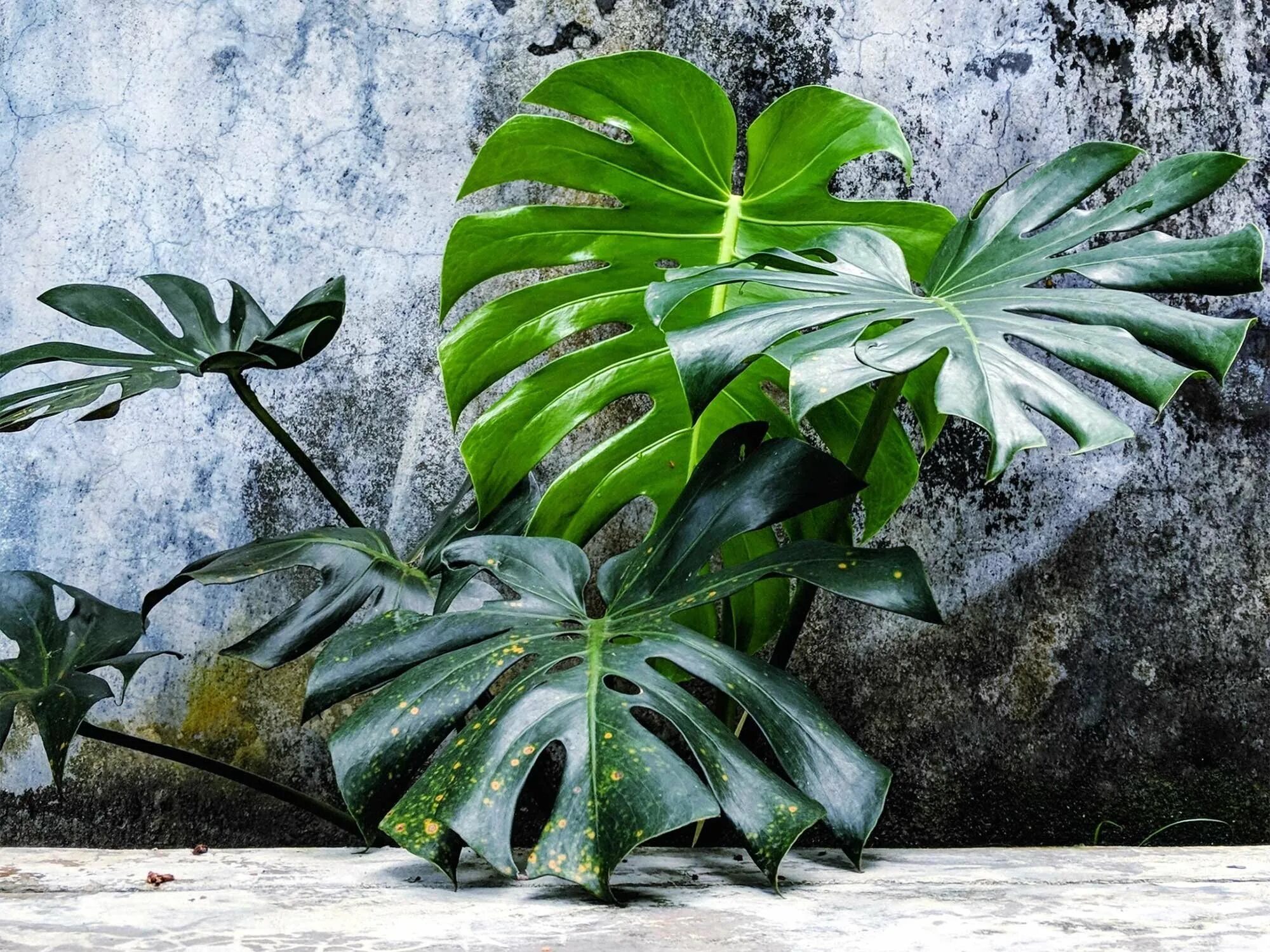 Tropical plant. Монстера Делициоза (Monstera deliciosa). Монстера крупнолистная. Монстера лиановидная.