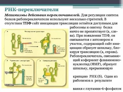 Какой биологический механизм