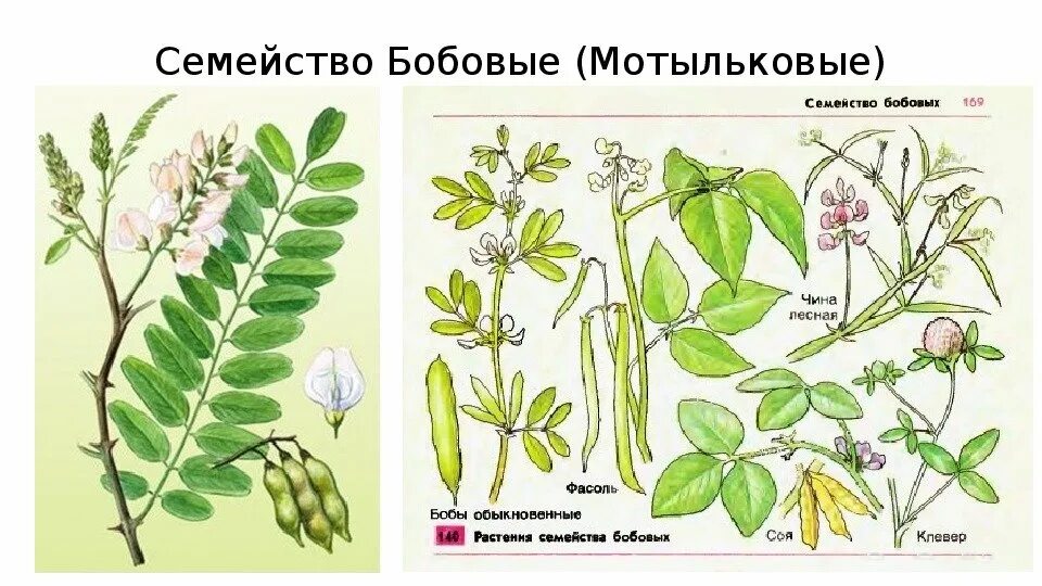 Горох посевной схема. Строение листьев бобовых. Листья мотыльковых растений. Семейство бобовые жилкование листьев. Прилистники у бобовых.