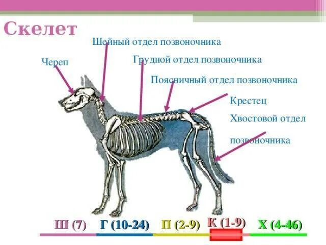 Количество позвонков у млекопитающих. Сколько позвонков у кота. количество позвонков у кошки. отделы позвоночника кошки. сколько позвонков у кошачьих.