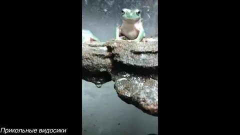 Видео смешные видосики