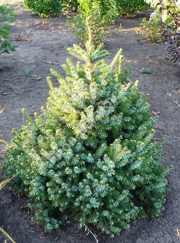 Ель nana. Ель nana. Ель сербская picea omorika. Ель сербская picea omorika. Ель сербская карел.