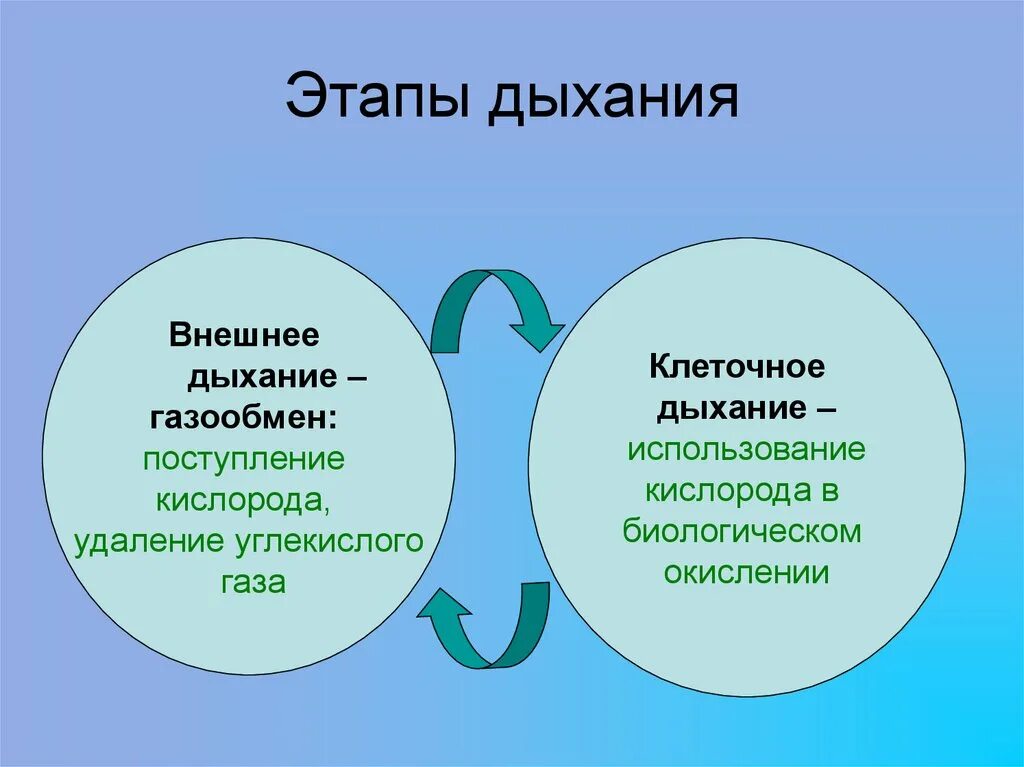 Этапы процесса дыхания. Этапы дыхания биология. Этапы внешнего и внутреннего дыхания. Стадии процесса дыхания человека. Этапы дыхания состоят из