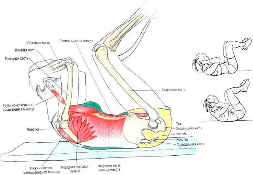 техника упражнений на пресс. техника упражнений на пресс. упражнения для пресса описание мышц. классические скручивания. техника упражнений на пресс.