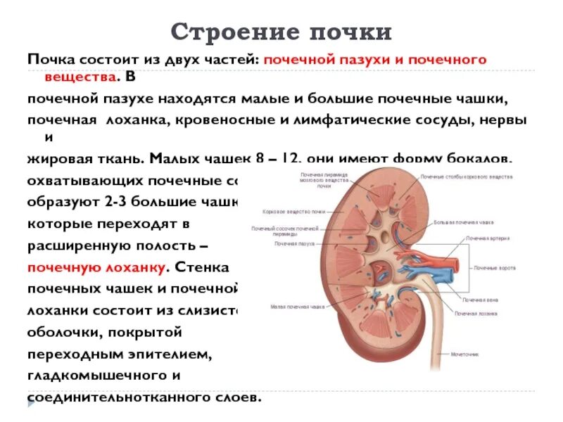 Собирается в почечную лоханку. Расширение лоханок почек и чашечек. Строение чашечно лоханочной системы почек. ЧЛС лоханка расширена нормы. Норма размеров чашечек почек на УЗИ.