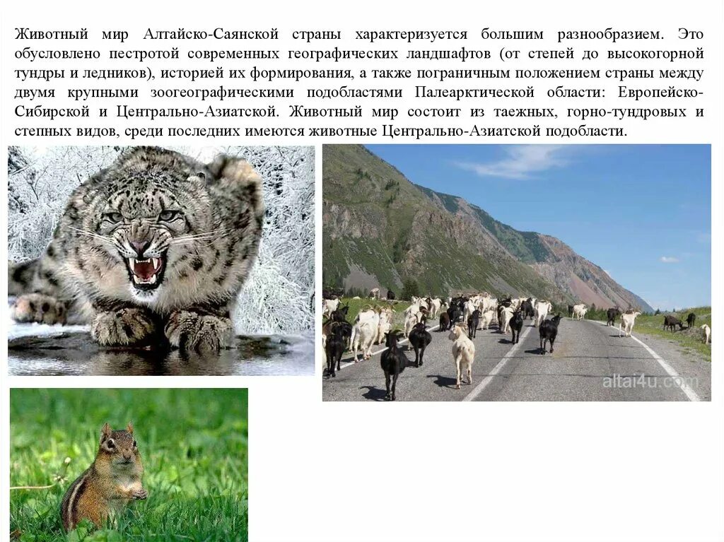 Страны звериных