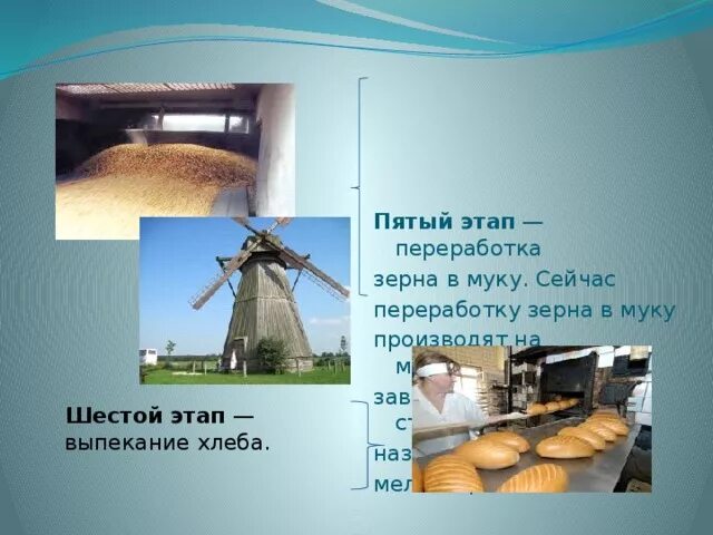 Этапы переработки зерна. Этапы переработки зерна