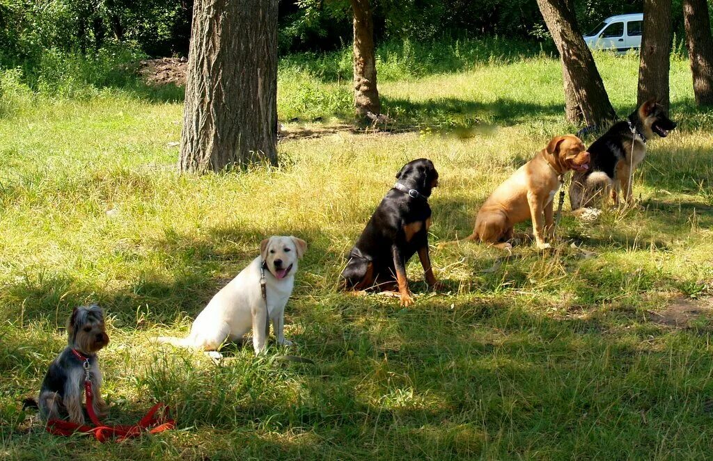 Linda picken художник. собака со щенятами для детского сада. занятия со щенками. картина для дошкольников собака со щенятами. занятия со щенками.