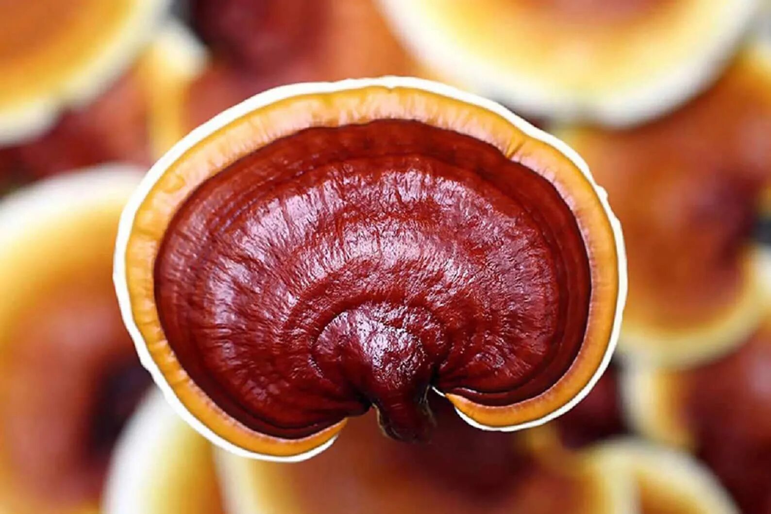 Ganoderma lucidum