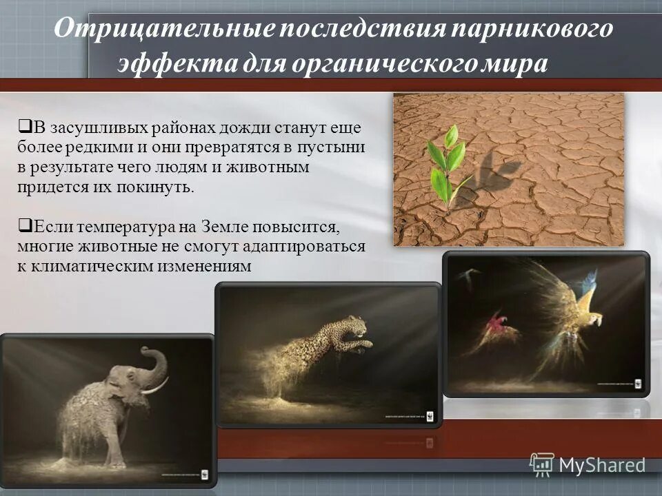 альбинизм генная мутация. теория оптимального распределения ресурсов. становится более редким. становится более редким. краткие факты.