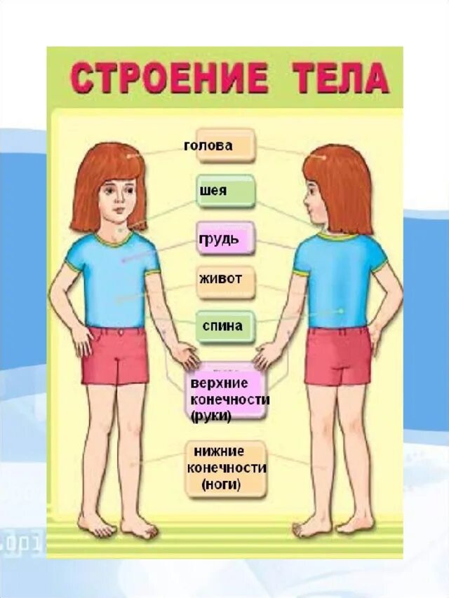 Части тела на груди. Строение тела человека. Строение ЧТЕЛО человек. Строение человека части тела. Строение человека для детей.