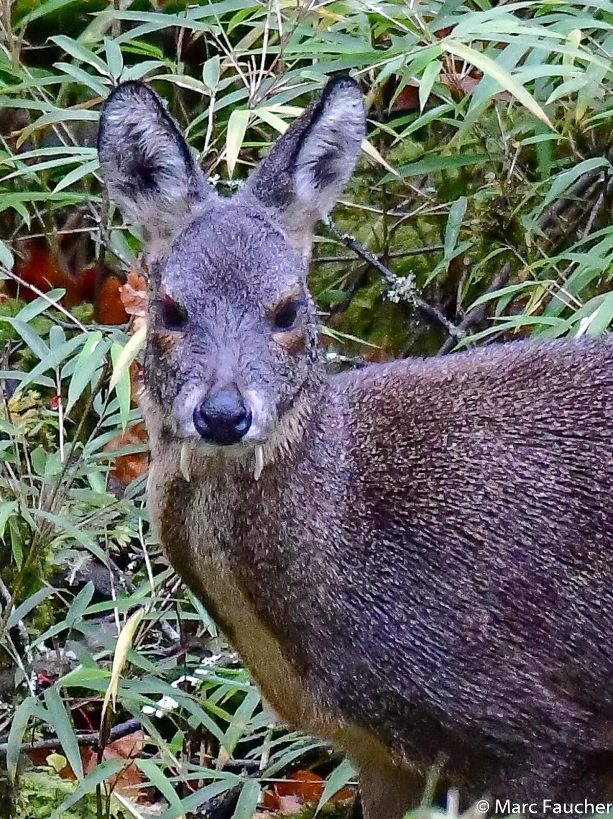 Сибирская кабарга. Сахалинская кабарга Moschus moschiferus sachalinensis. Косуля Сибирская кабарга. Саблезубый олень кабарга.