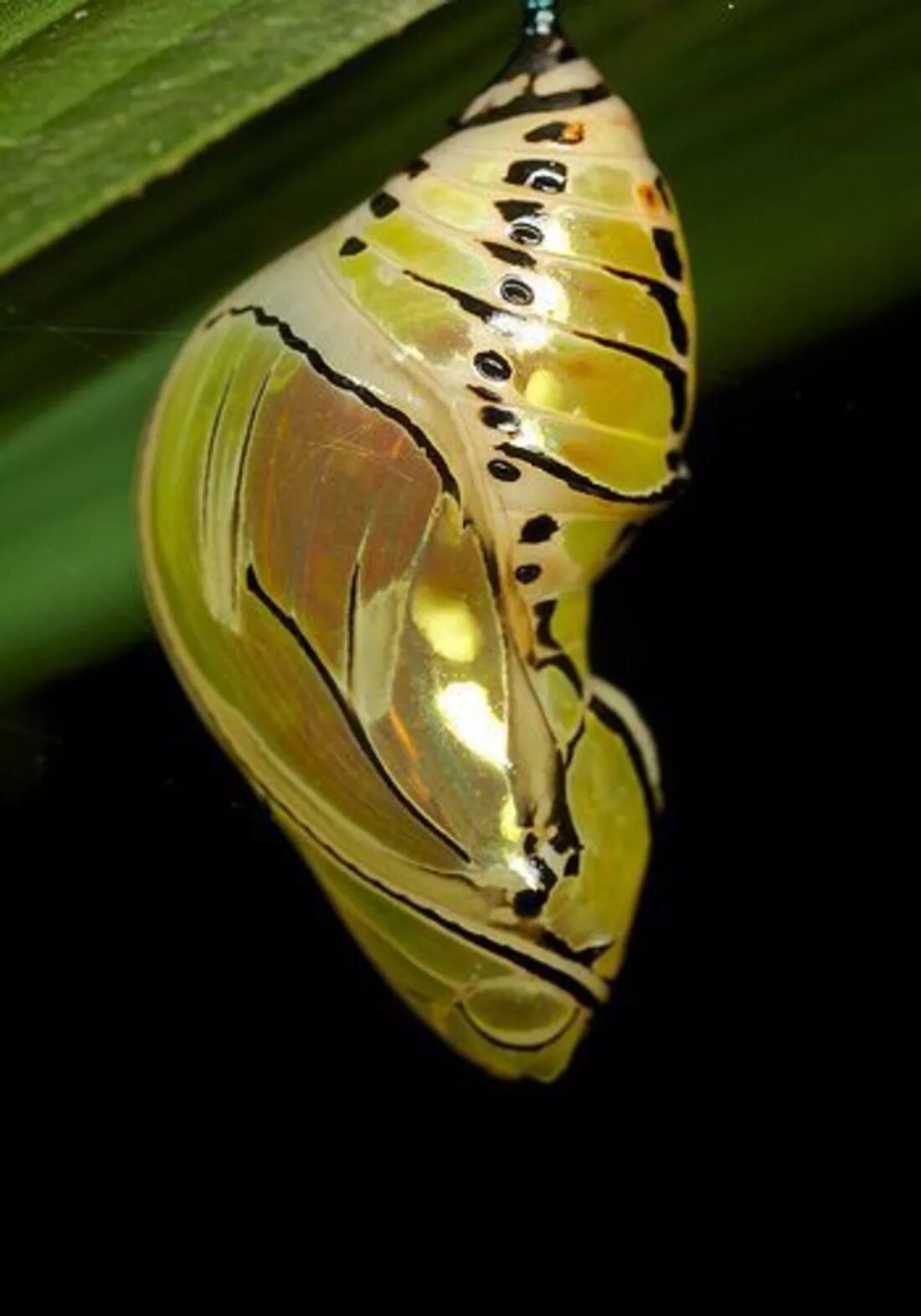 Кокон куколка бабочка. Кокон бабочки коцебу. Коконы тигровой бабочки (polymnia mechanitis). Polymnia mechanitis кокон. Кокон бабочки калиго.