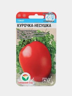 Томат курочка