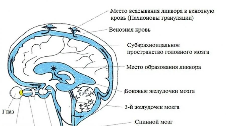 Циркуляция ликвора в головном мозге. Схема оттока цереброспинальной жидкости. Система оттока ликвора из головного мозга. Схема циркуляции ликвора. Умеренно расширение конвекситальных пространств