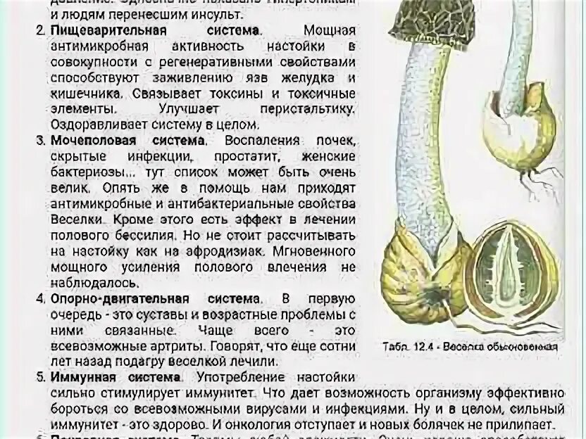 Гриб Веселка. Весёлка обыкновенная описание. Настойка гриба Веселка. Как принимать гриб Веселка настойку. Веселка инструкция