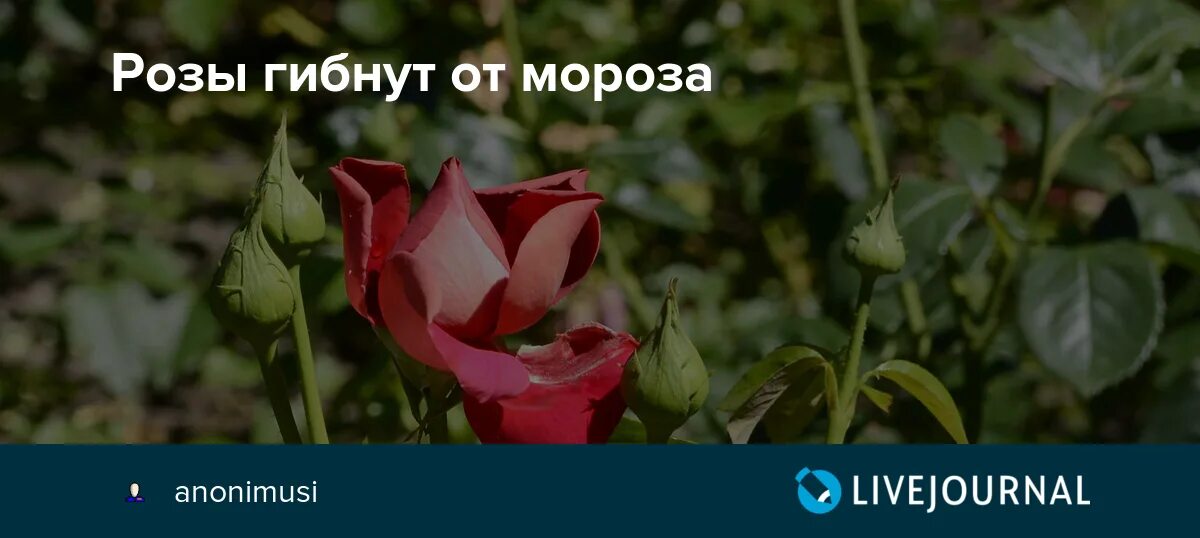 Розы гибнут. Розы гибнут от Мороза. Розы гибнут от. Розы дохнут от Мороза. Розы гибнут от Мороза пацаны от передоза.