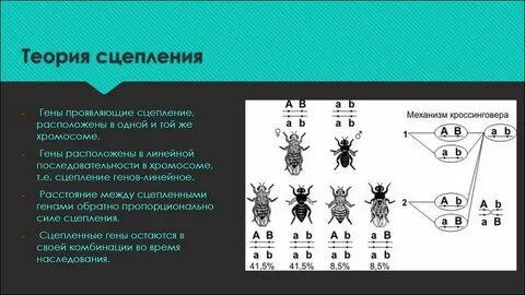 Группы генов расположенных в одной