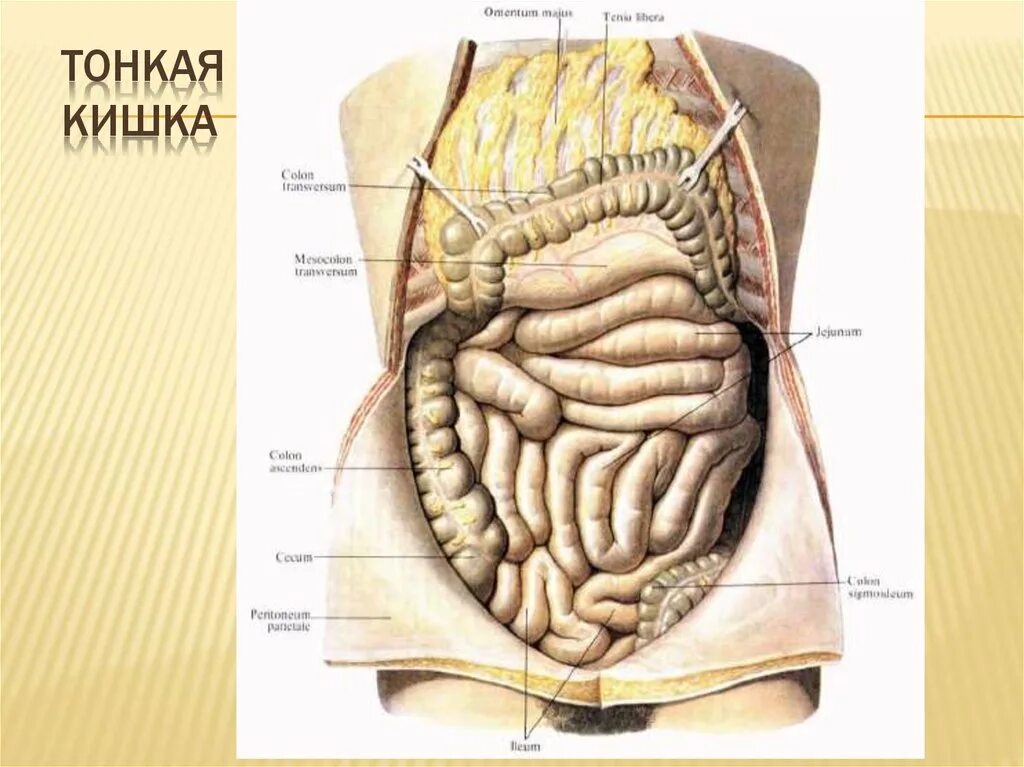 Какие железы расположены в брюшной полости. Тонкая кишка тощая подвздошная и. Отделы тощей и подвздошной кишки. Подвздошная, ободочная и слепая кишка. Терминальный отдел тонкой кишки схема.