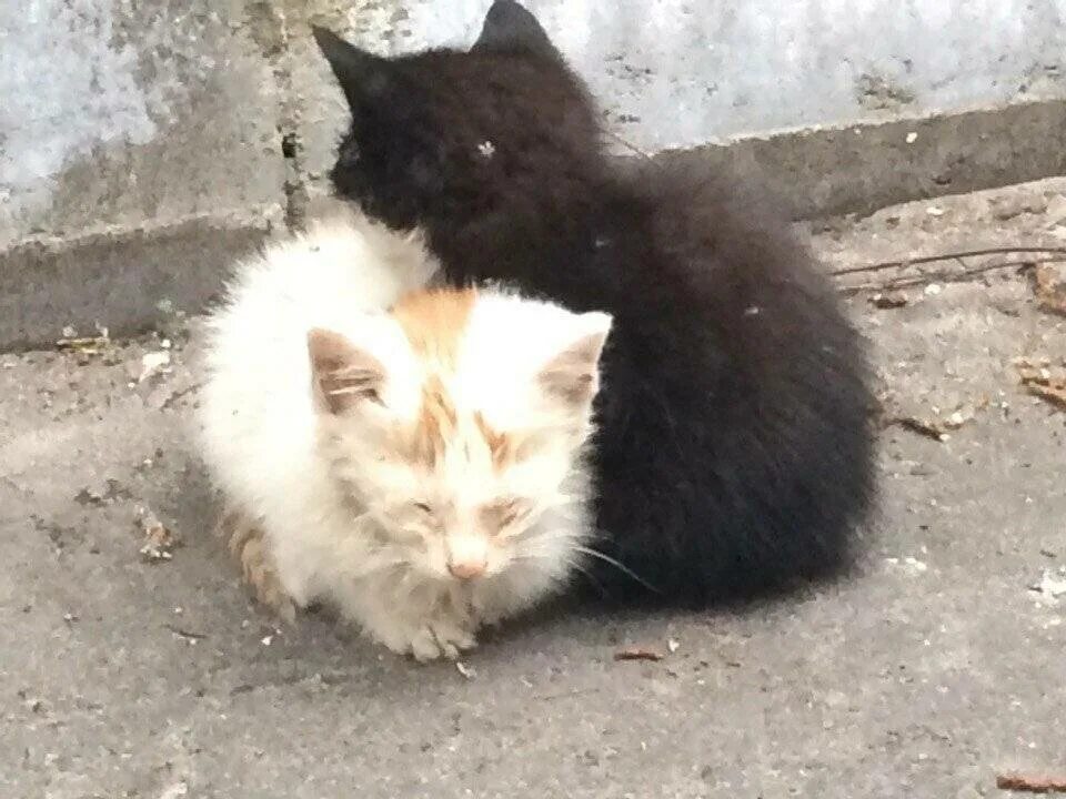 Как найти котенка на улице