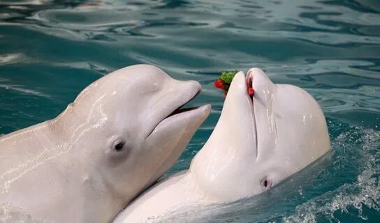 Why Beluga Whales Should Be Your New Favorite Mammal Beluga whale, Animal attack