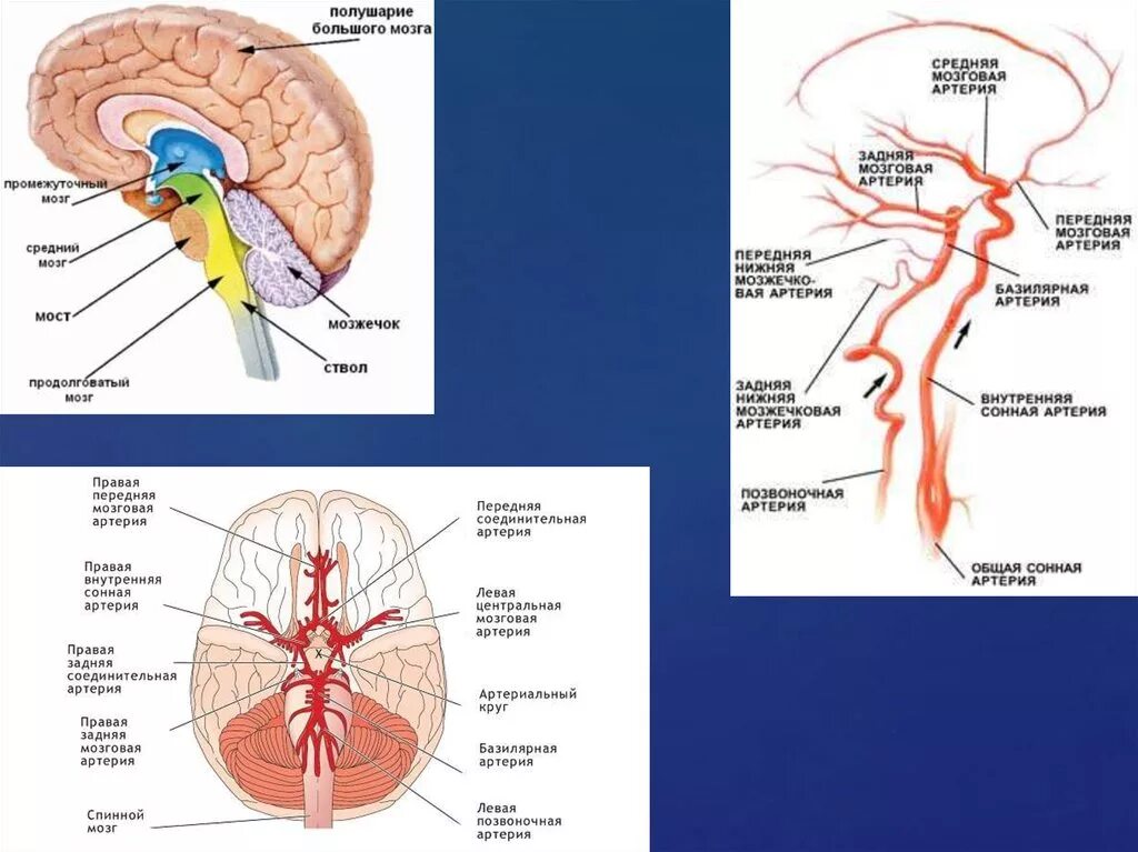 Задняя соединительная артерия мозга. Бассейн задней мозговой артерии схема. Средняя мозговая артерия артерия. Бассейн левой средней мозговой артерии. Зоны кровоснабжения передней и средней мозговых артерий.