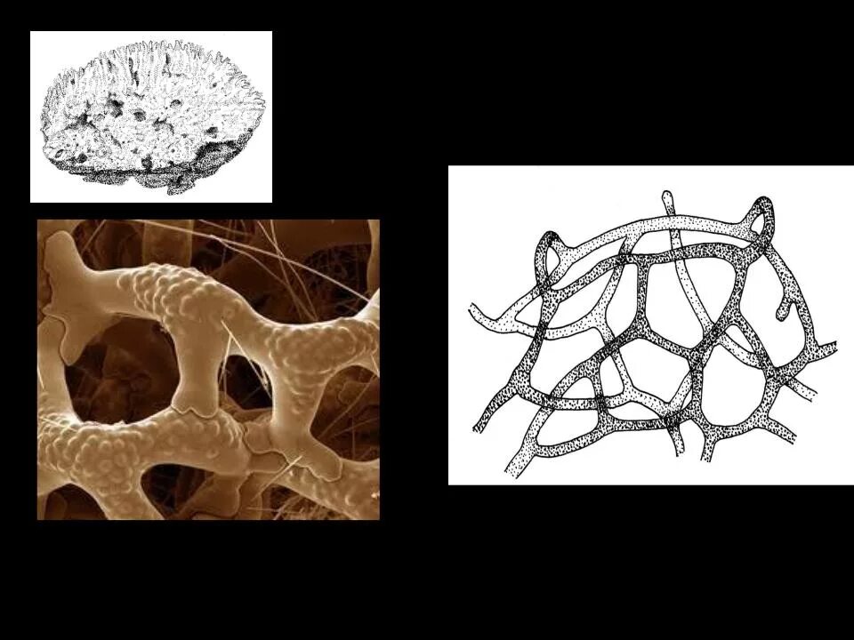 Spongia officinalis скелет. Скелетные элементы губок. Скелетные образования губок рисунок. Скелет губок.