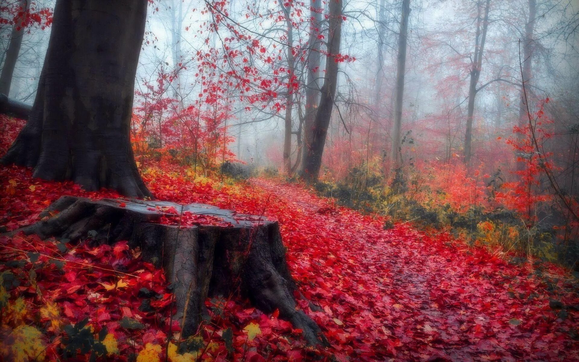 Красный лес участок. Роминтенская пуща (красный лес). Багряный лес. Осенний лес. Багряная осень.
