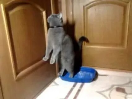 Кот писал стоя