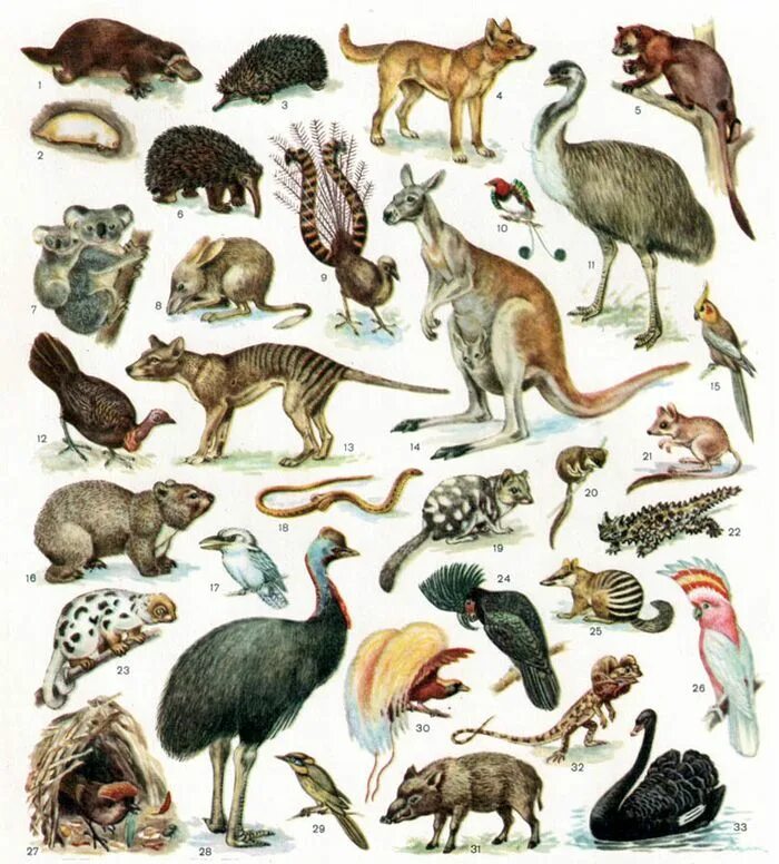 Главными обитателями. Представители фауны Австралии. Животные обитающие в Австралии. Названия животных Австралии. Млекопитающие Австралии.
