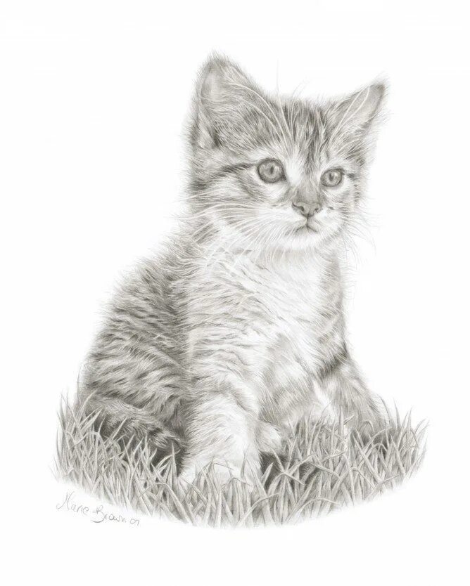 Картинки кошек рисовать. Котенок рисунок. Котенок карандашом. Котёнок рисунок карандашом. Кошка рисунок карандашом.