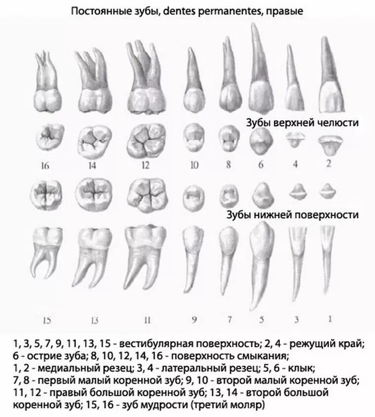 Коренной зуб в челюсти. Корни зубов верхней челюсти схема. Строение 6 зуба нижней челюсти.