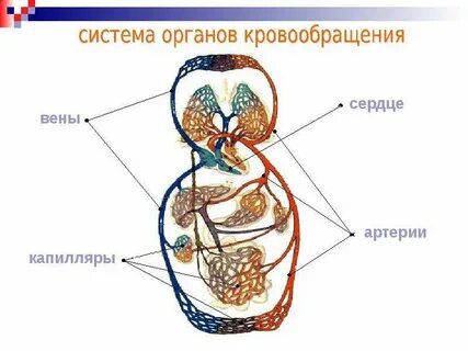 Органы кровообращения строение и работа
