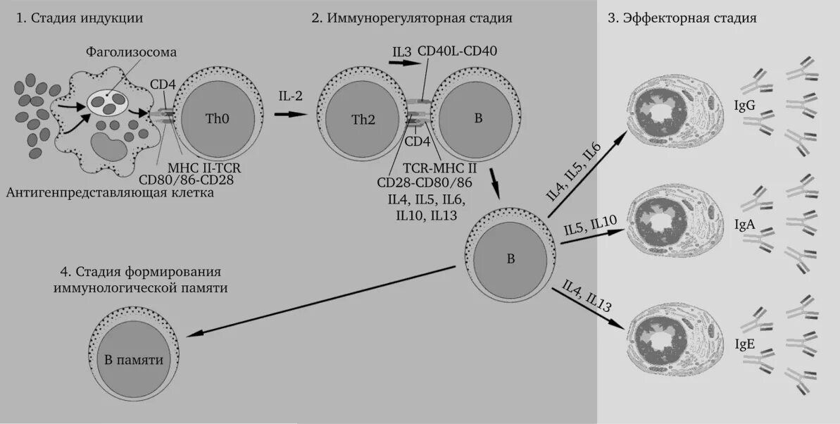 Развитие иммунного ответа