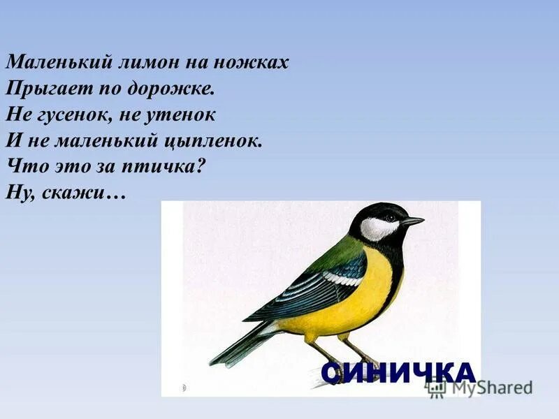 Текст про синичку. Маленький рассказ о синице. Небольшой рассказ о синичке. Небольшой стих про синицу. Маленький рассказ про синичку.