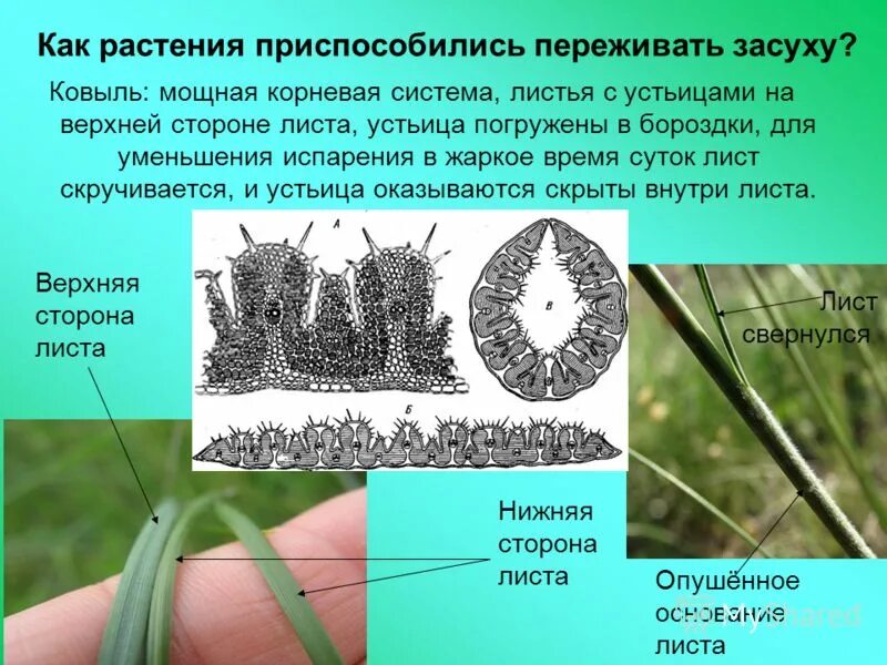 Замыкающие клетки устьиц функции. Почему у плавающих листьев водных растений устьица. Гидрофиты устьица. Утьице на нижней стороне листа. Почему у плавающих листьев водных растений устьица.