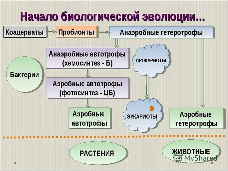 Коацерваты живые организмы