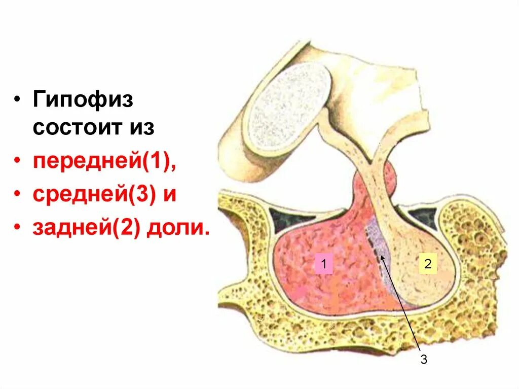 Гипофиз 3 доли. Анатомические структуры передней доли гипофиза. Гипофиз передняя средняя и задняя доли.