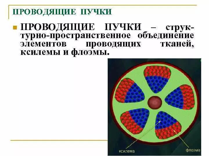 Проводящие пучки состоят из. Проводящие пучки. Пучки флоэмы и ксилемы. Типы проводящих Пучков. Проводящие пучки закрытого типа.