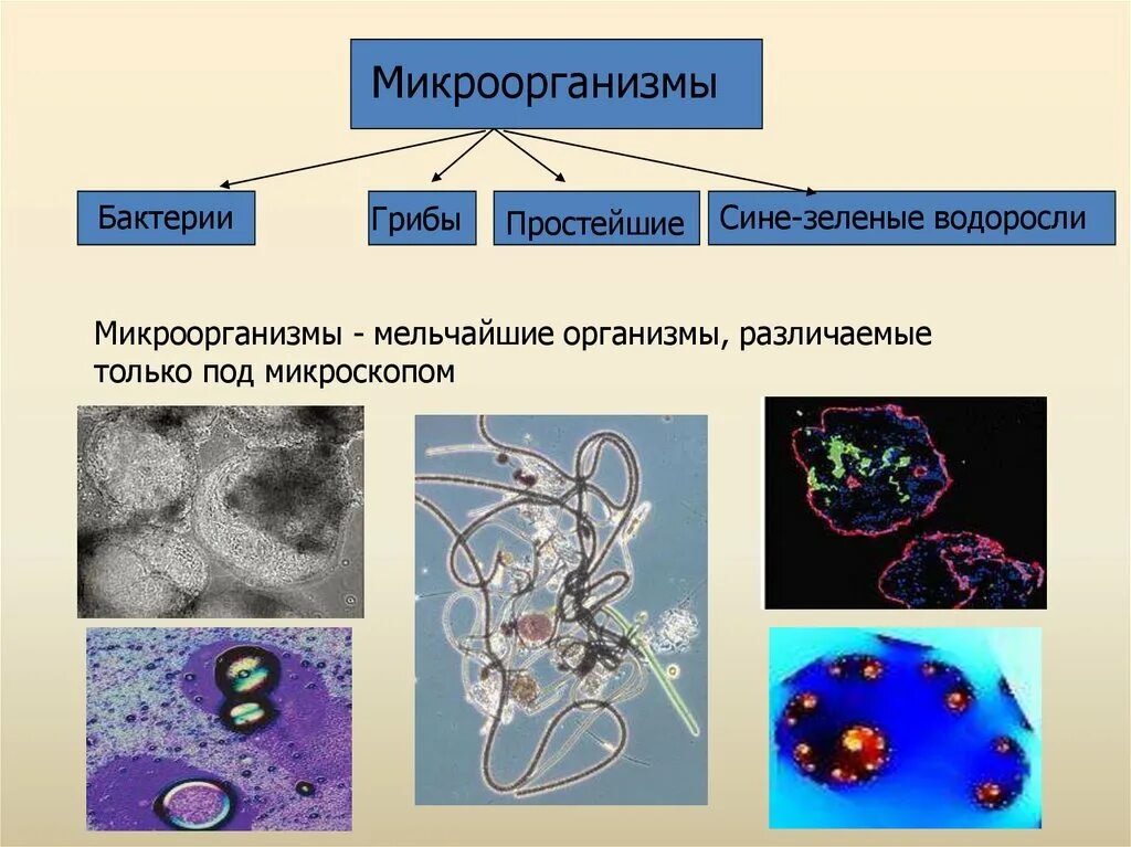 Гибриды бактерий