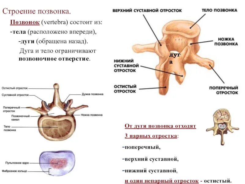 Тело позвонка размер. Строение остистого отростка позвонка. Строение позвоночника Позвоночный диск. Строение позвонка ножки. Строение позвонка тело дуга.