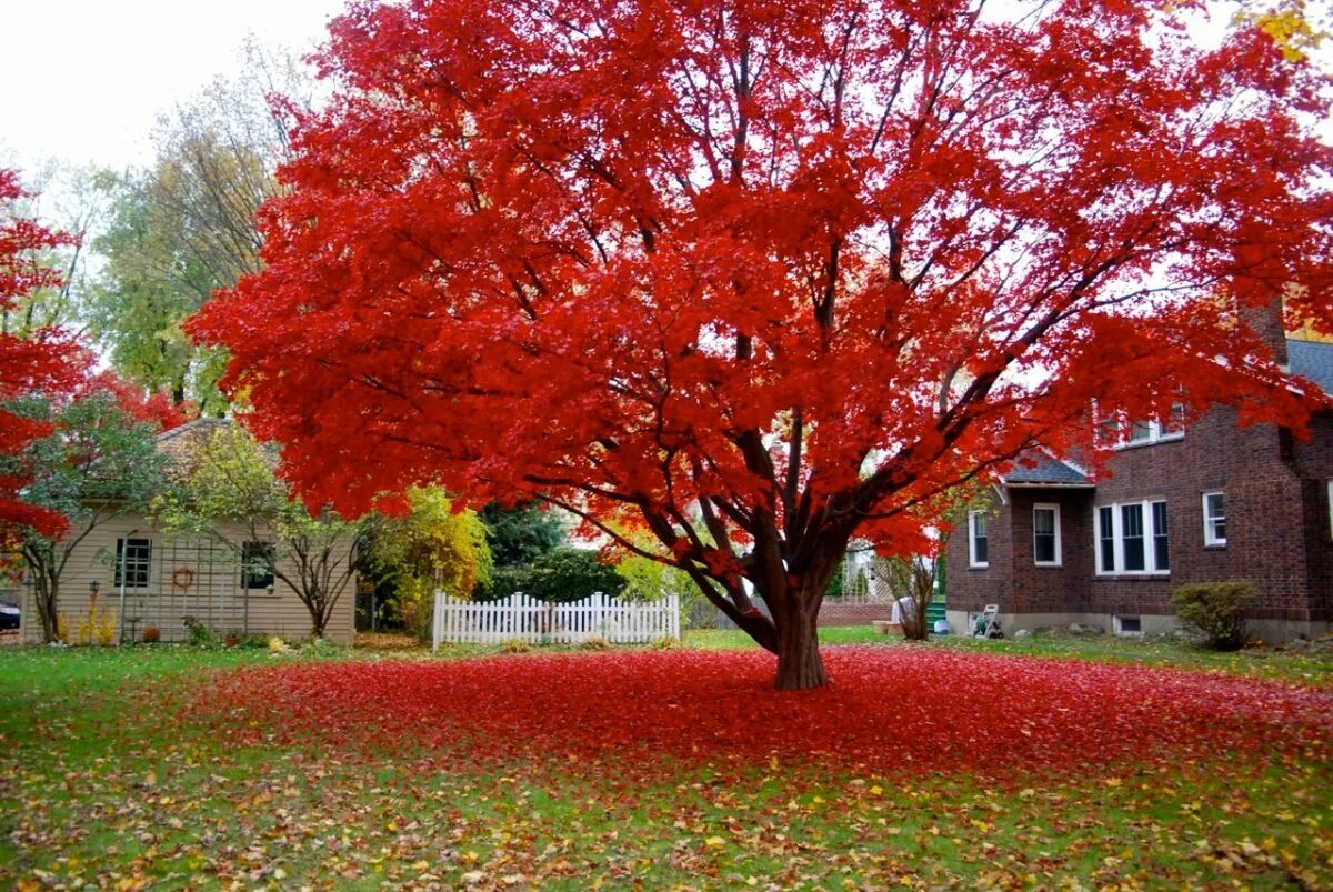 Клен Гиннала дерево. Клен канадский красный. Клен Гиннала цветет. Acer rubrum (клен красный) 'Red Sunset'.